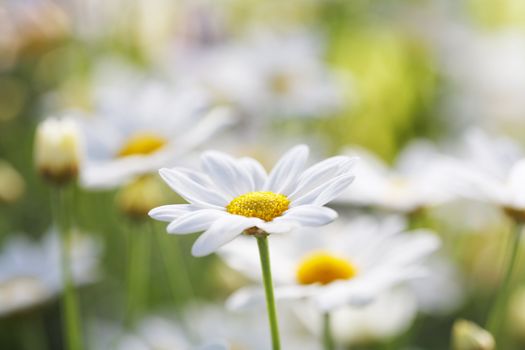 White summer flowers with one single flower in focus