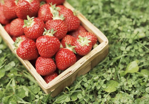 Fresh ripe strawberries in a small wooden box.