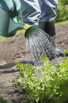 Watering parsley with a watering can