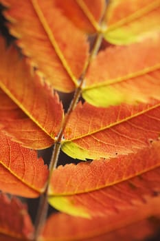 A Rowan tree leaf in autumn.