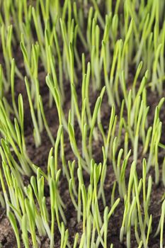 Barley seedlings. Short depth of field.