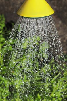 Watering with a watering can