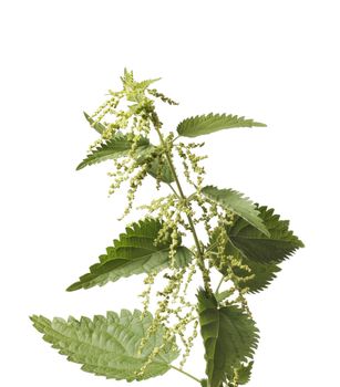 Stinging nettle or common nettle, Urtica dioica, is a herbaceous perennial flowering plant