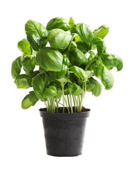 Genovese Basil plant (Ocimum basilicum, sweet basil)