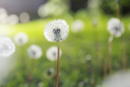 Dandelions growing on a lawn