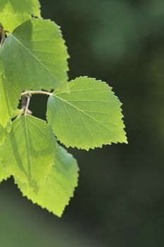 Birch tree branch with a leaf in closeup