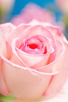 Pink Hybrid Tea Rose. Short depth-of-field