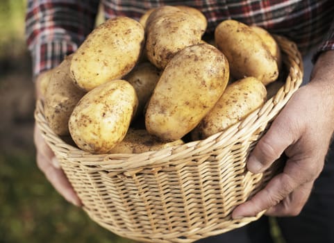 Hands holding a wicker basket full with fresh harvested potatoes