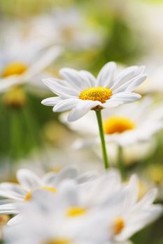 An early summer flower. Very short depth-of-field.