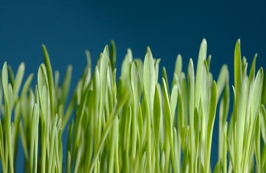 young barley seedlings against blue background