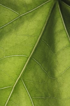 Closeup of the veins of a plant leaf