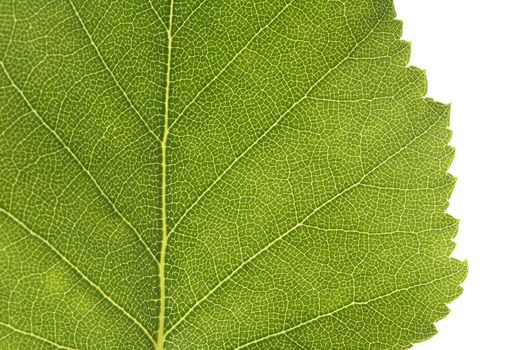 Closeup of a birch tree leaf