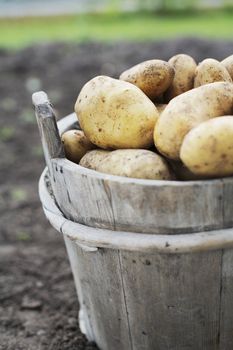 Harvested potatoes in an old wooden bucket