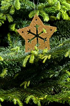 Gold Advent, Christmas ornament; in real Christmas tree 