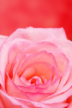 Cultivated pink tea rose with red background