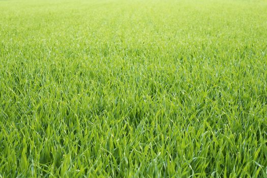 Green barley seedlings on a barley field