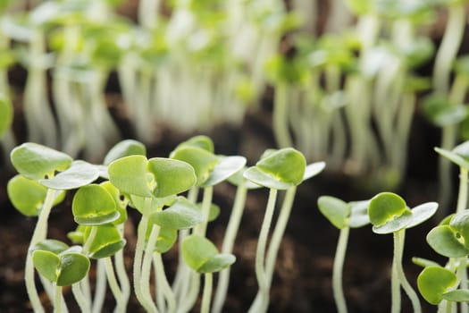 Basil (Ocimum basilicum) seedlings.