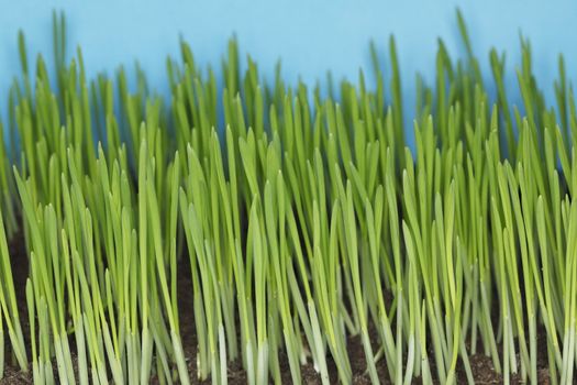 Barley seedlings photographed with ring flash. Short depth of field.