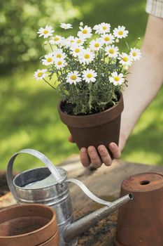 Hand holding a flower pot with white summer flowers