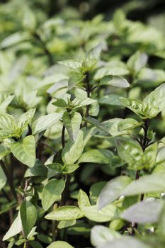 Cinnamon basil is a cultivar  of Ocimum basilicum (sweet basil). It contains cinnamate, the same chemical that gives cinnamon its flavor, and has the strongest scent of cinnamon.