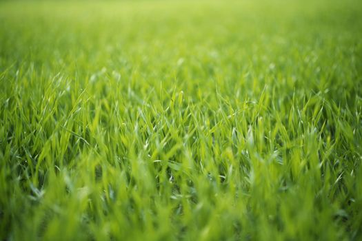 Barley seedlings growing on a field, short depth of field.