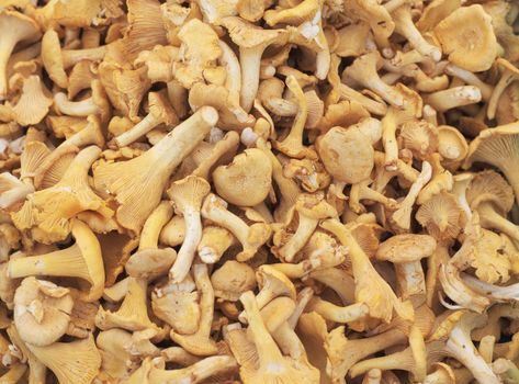 Chantarelle (Cantharellus cibarius) is an edible mushroom.