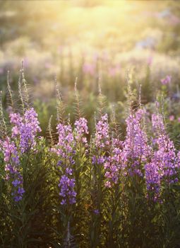 Fireweed flowers in evening light