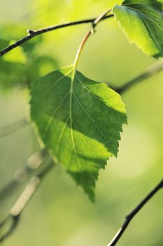 A Birch leaf. Very short depth of field