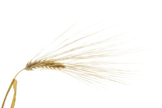 Ripe barley seedhead on  white