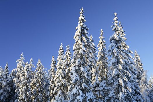 Arctic spruce forest in winter