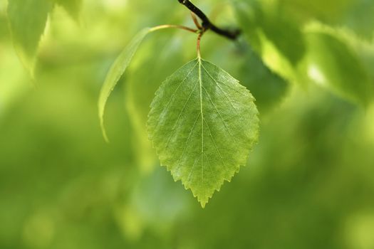 Birch tree leaf in closeup.