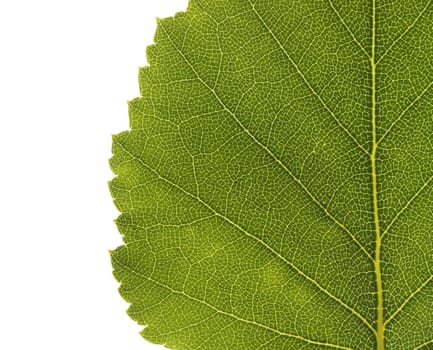 Green birch leaf in closeup