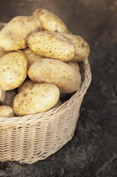 Harvested dirty potatoes in a wicker basket