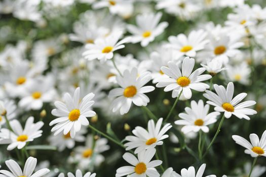 White summer flowers in sunlight