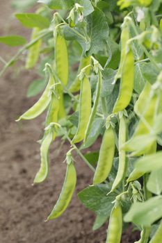 Sugar peas growing in a garden.