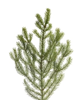 Branch of a spruce tree, isolated on white