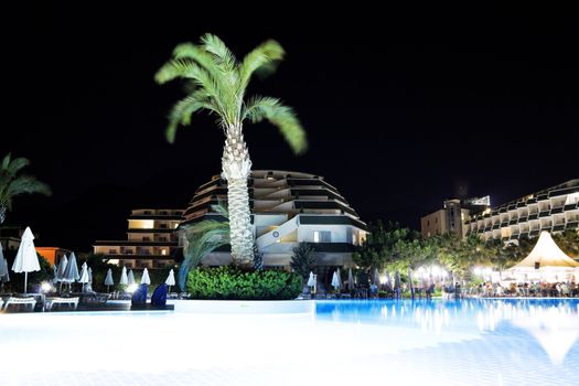 palm near pool at summer night