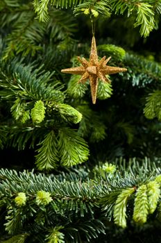 Star shape Christmas ornament, gold in color, in fresh green Christmas tree