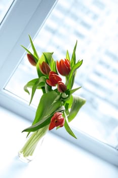 Beautiful red tulips in vase with light from window