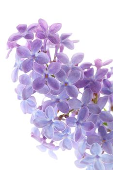 Common lilac flower detail (Syringa vulgaris)