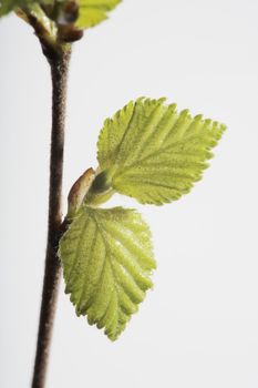 Tiny leaves of a birch in spring