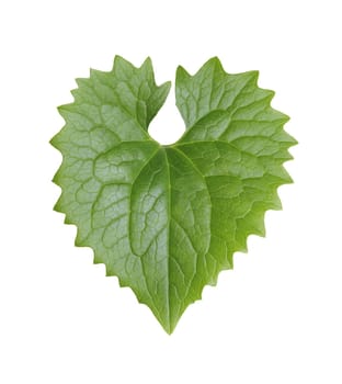 A Plant (Doronicum orientale) leaf isolated on white