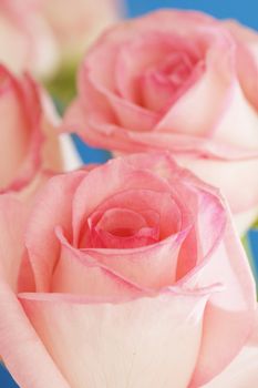 Pink hybrid tea roses in closeup