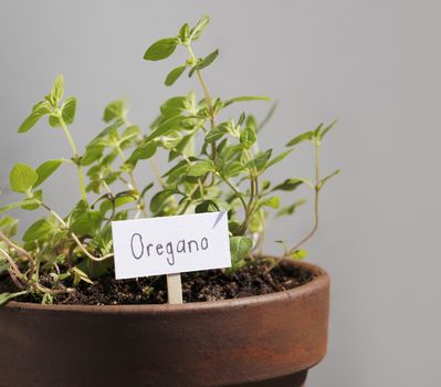 Oregano herb plant growing in a clay pot