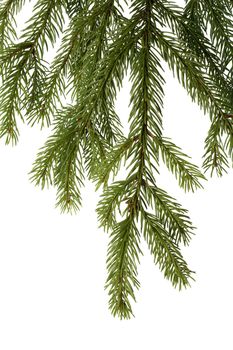 A branch of spruce, isolated on white