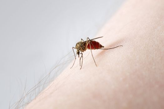 A Mosquito sucking blood on a hairy arm