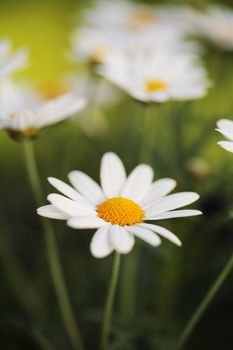 Early summer Flowers. Vary short depth-of-field.