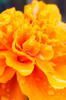 Closeup of an orange marigold (Tagetes erecta). Droplets.