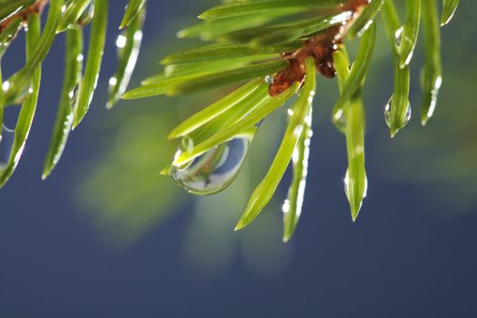 Closeup of spruce tree needles with a water drop.