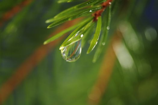 Spruce tree closeup with a water droplet